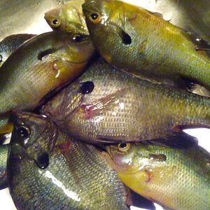 Meet your Posher, Betty